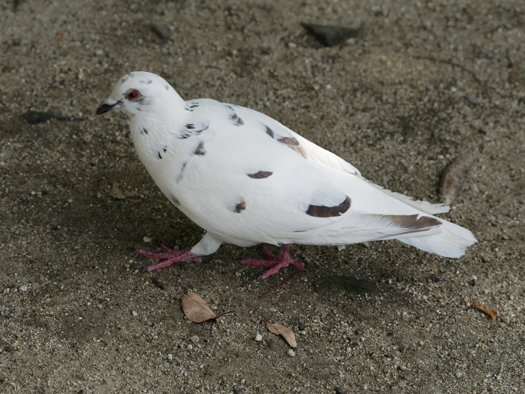 鳩