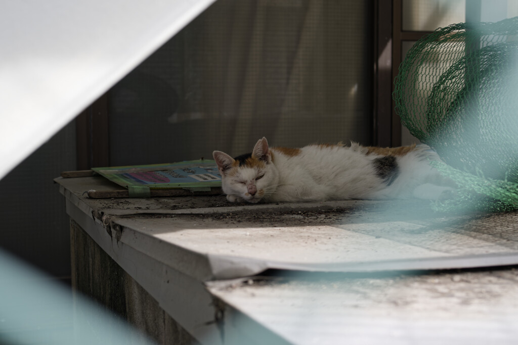 _A7C4311_DxO