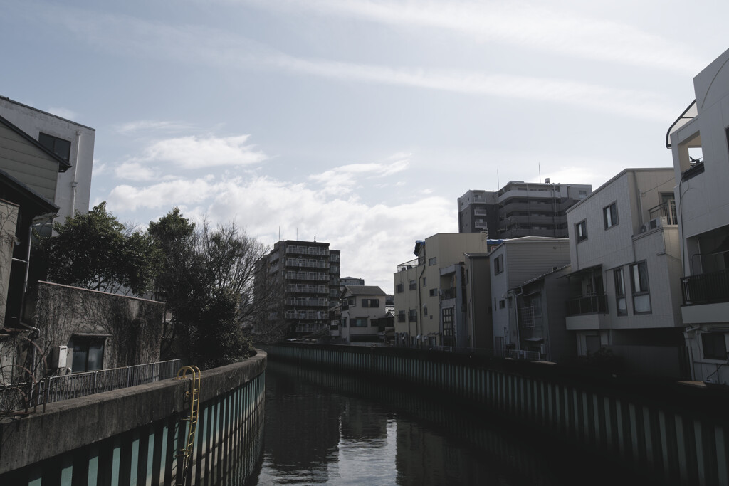 桜にはまだ早かった