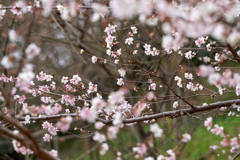 DSC00035_1