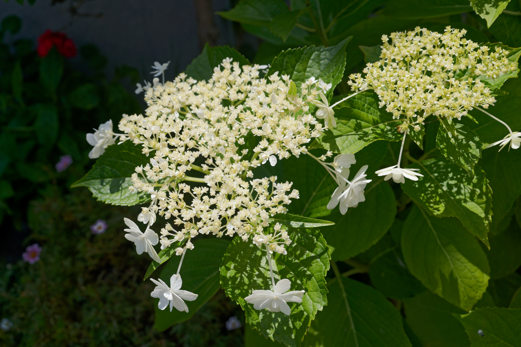 A7C09928_DxO