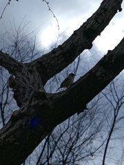 _1010363_DxO