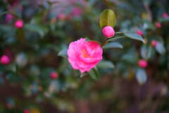 A7C00282
