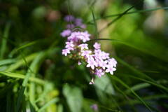 DSC00086