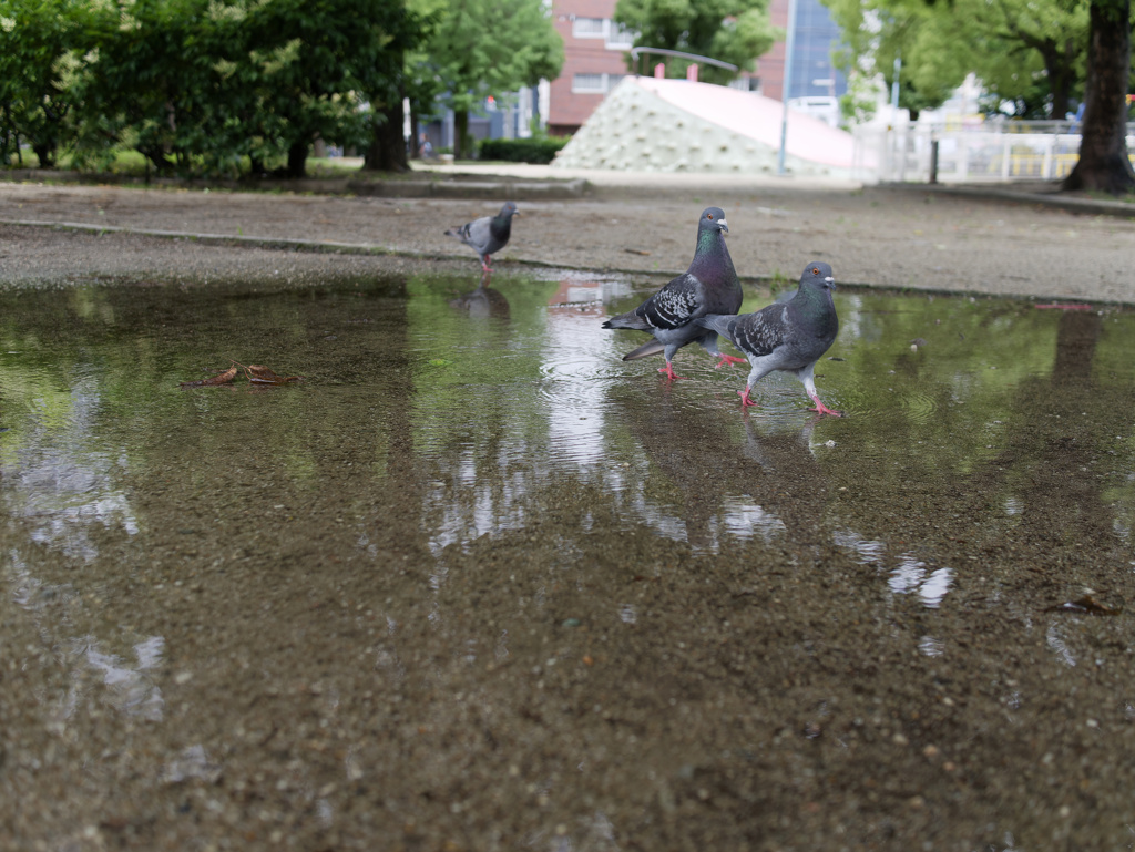 水溜まりと鳩