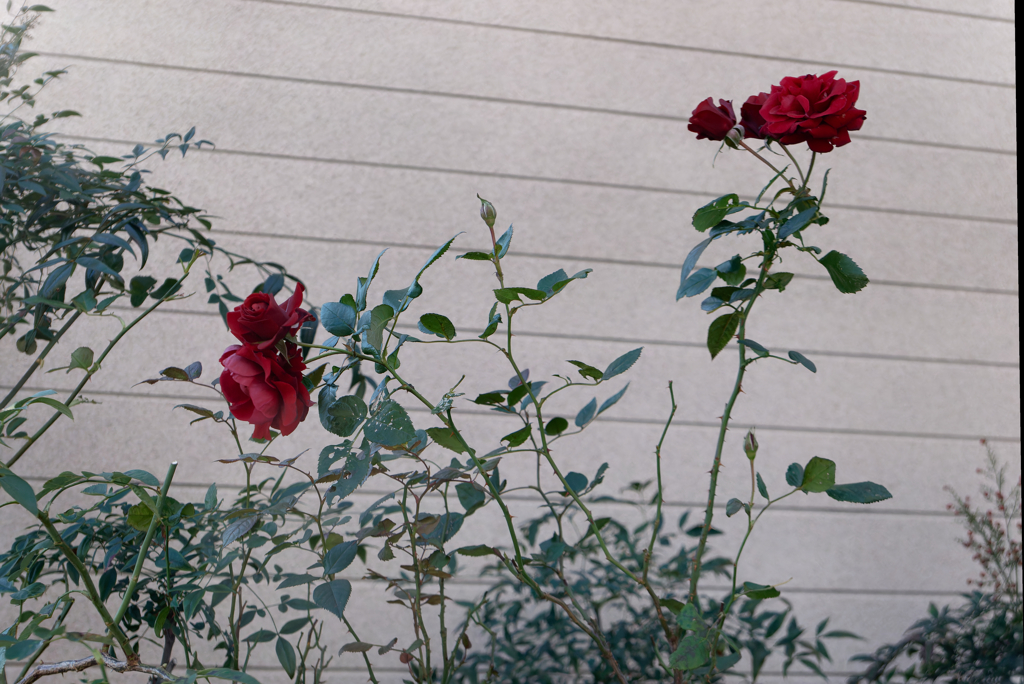 P1050090_DxO