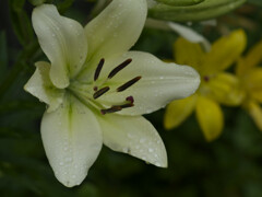 _1040602_DxO