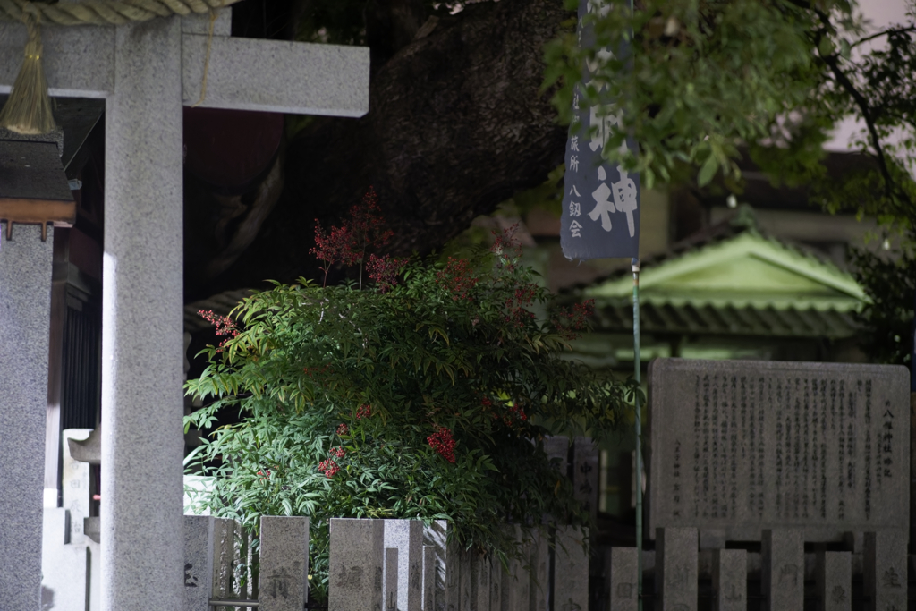 _A7C3927_DxO