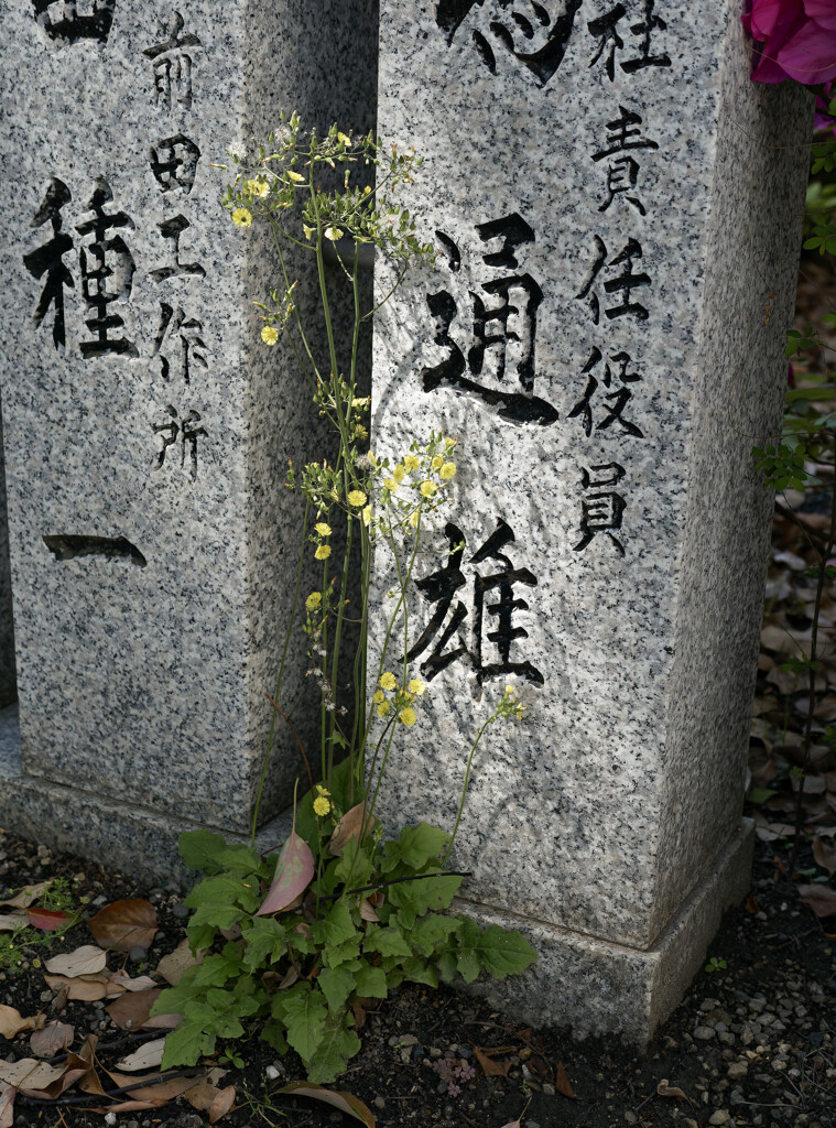 _1040409_DxO