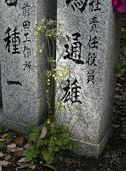 _1040409_DxO