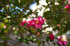 A7C08544 1