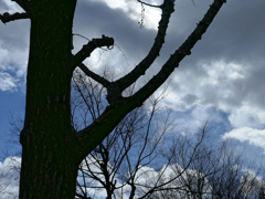 _1010353_DxO