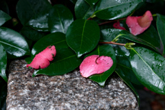P1000336_DxO