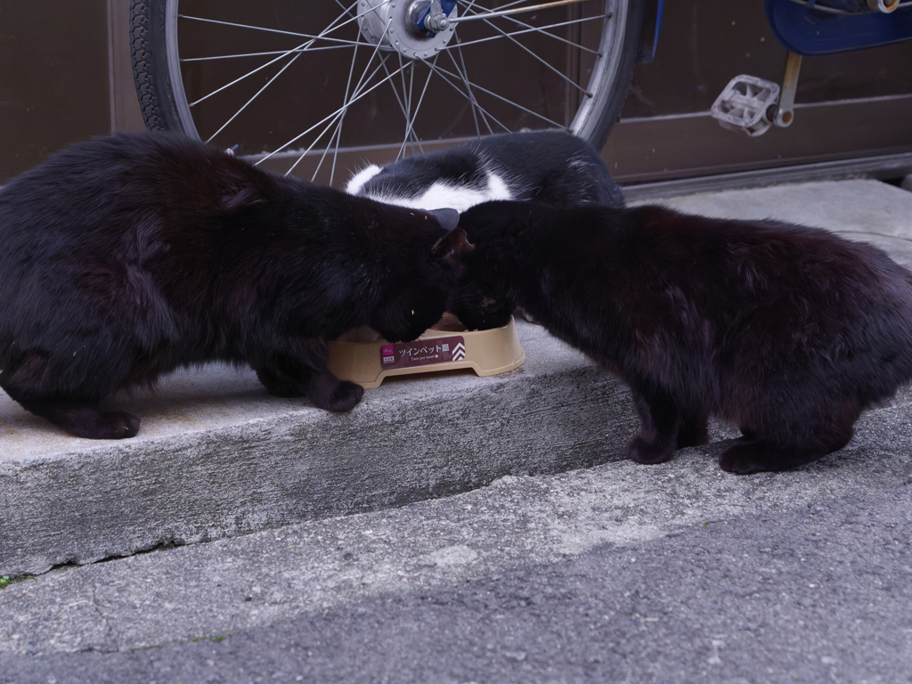 猫は半分正義