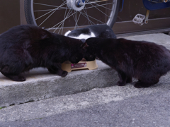 猫は半分正義