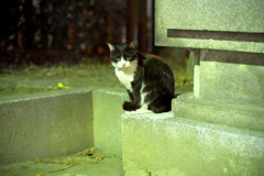 DSC01184