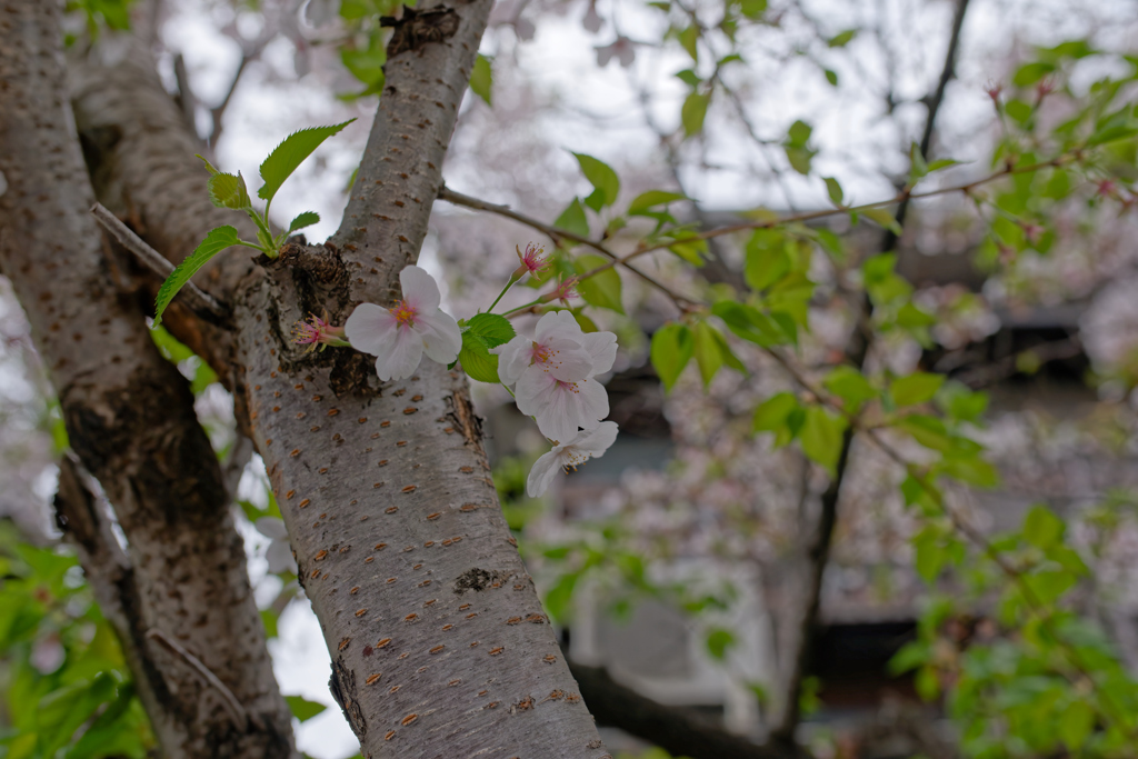 曇天の桜　テスト撮影