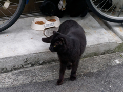 初猫
