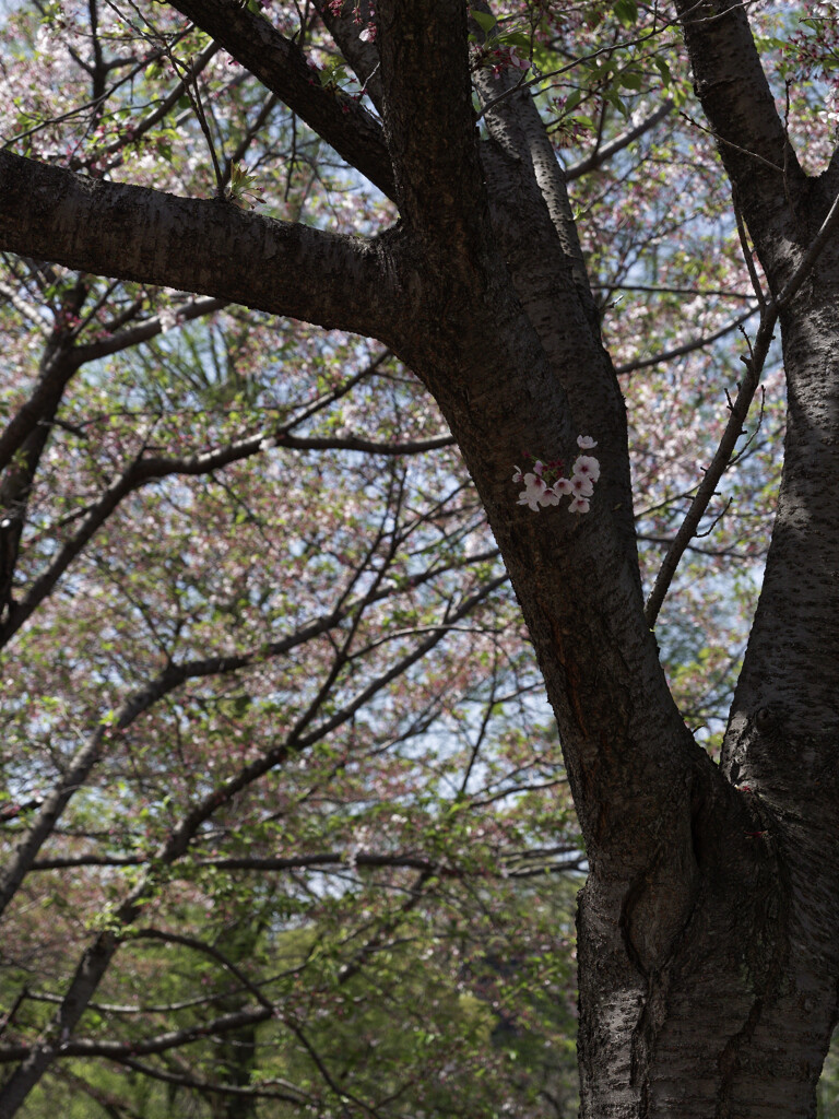 _G9P8240_DxO