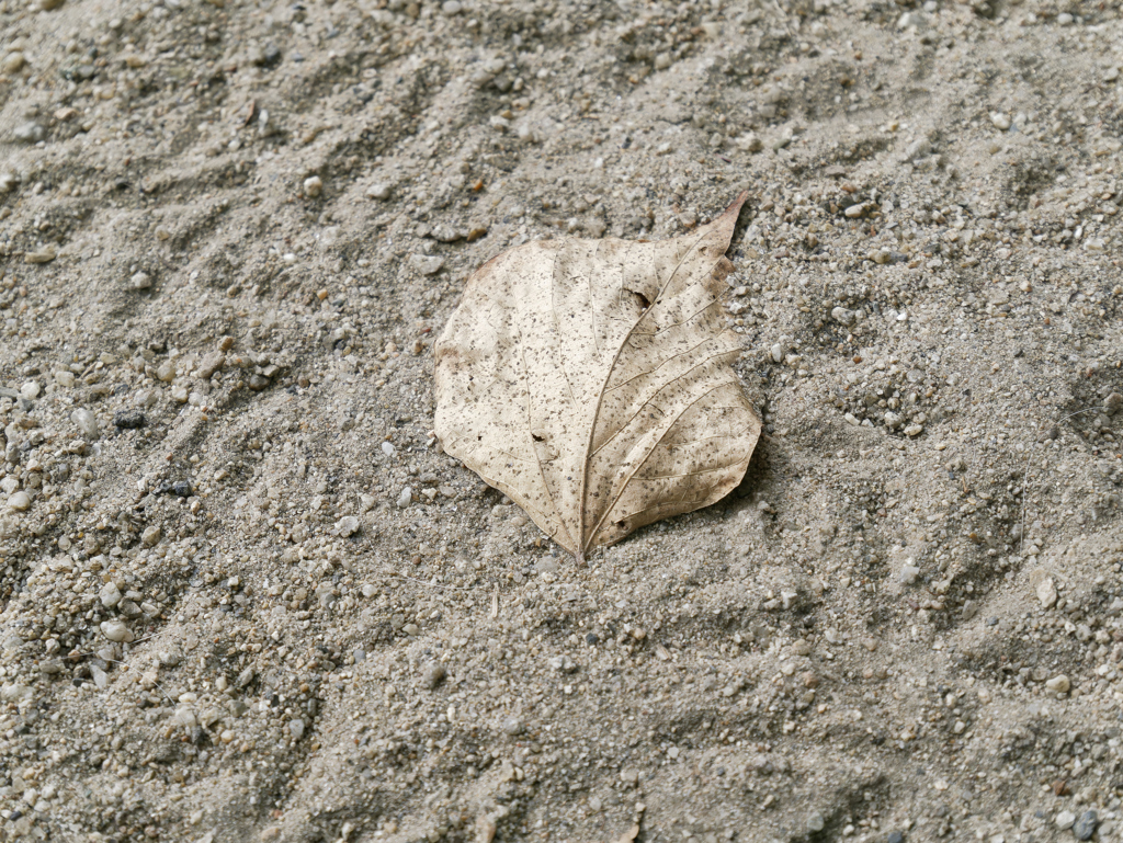 _1010660_DxO