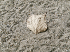 _1010660_DxO