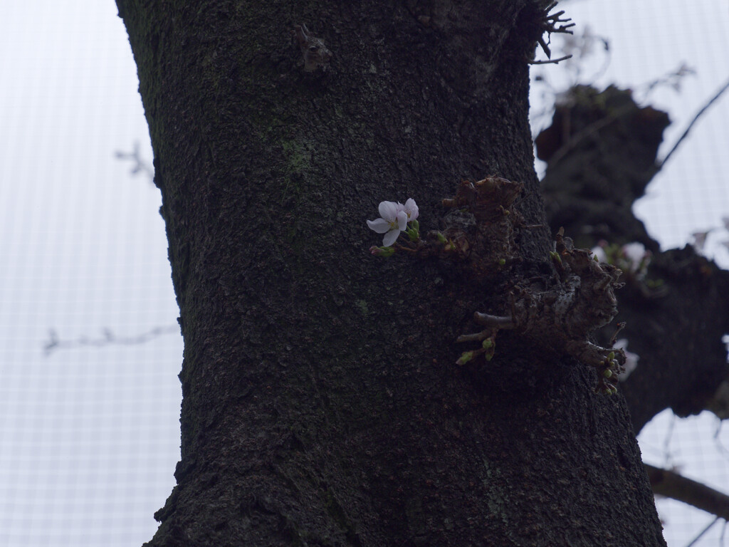 桜始めました