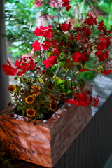 夜の花