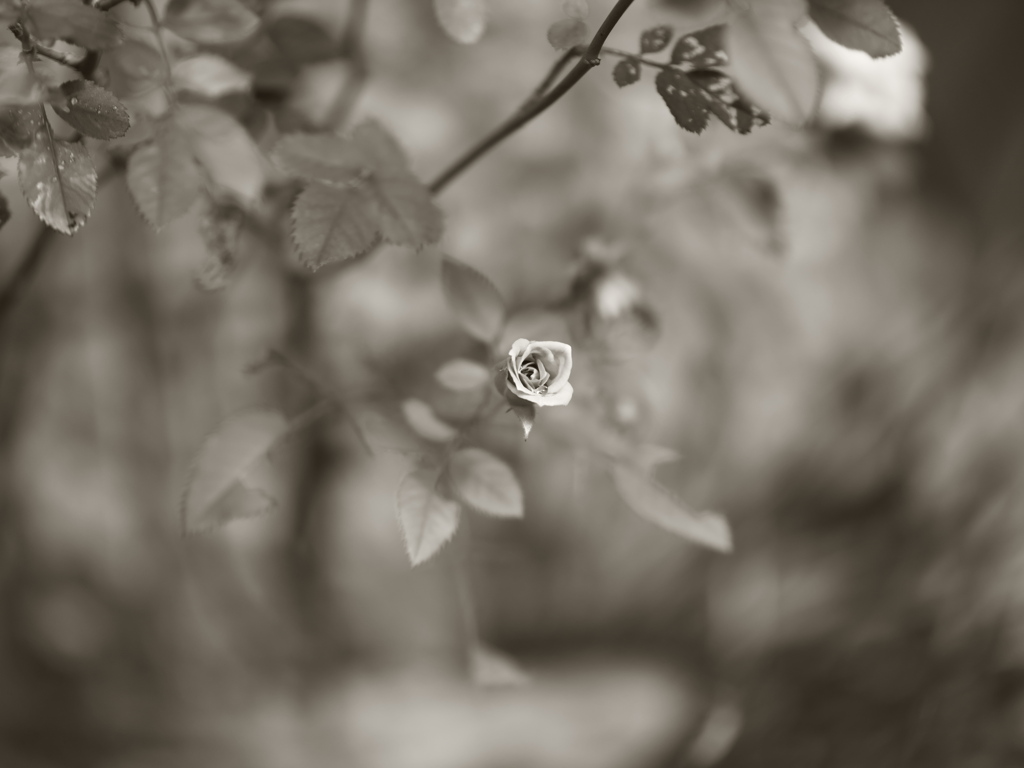 P1081987