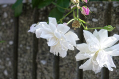 _DSC3127_DxO