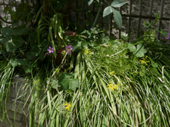 _1000678_DxO