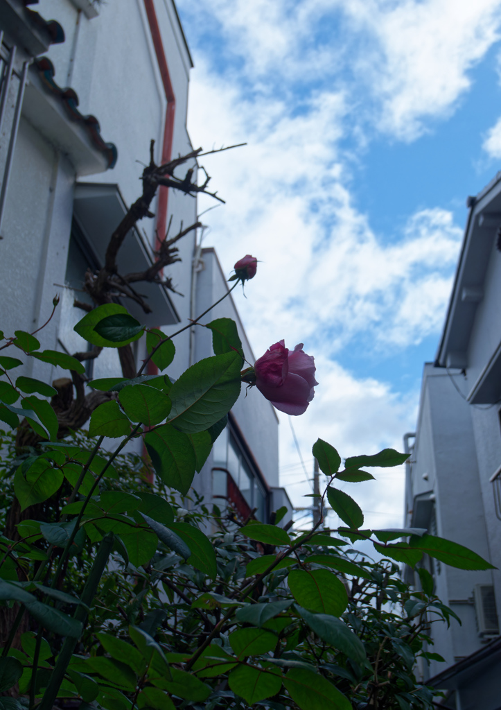 P1050240_DxO