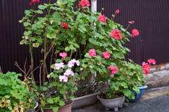 DSC00066