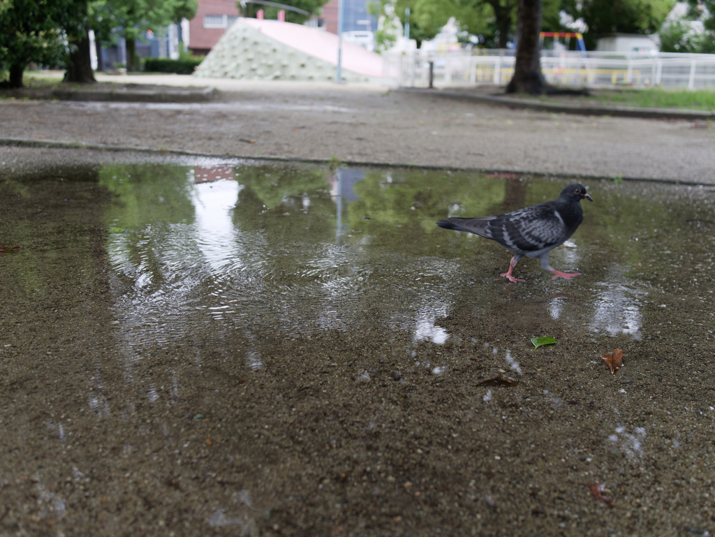 水溜まりと鳩