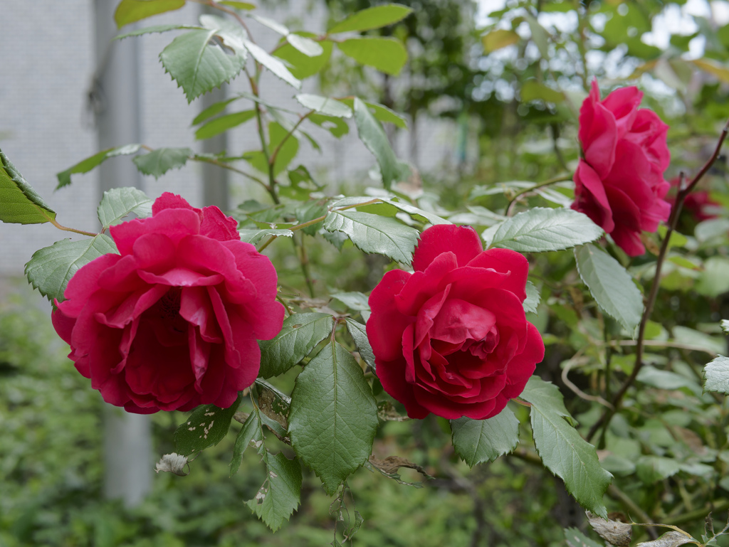 今日の花