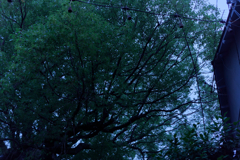 DSC09584_DxO