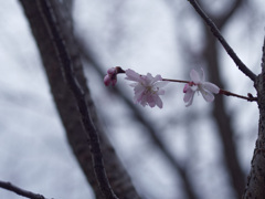 _1090240_DxO