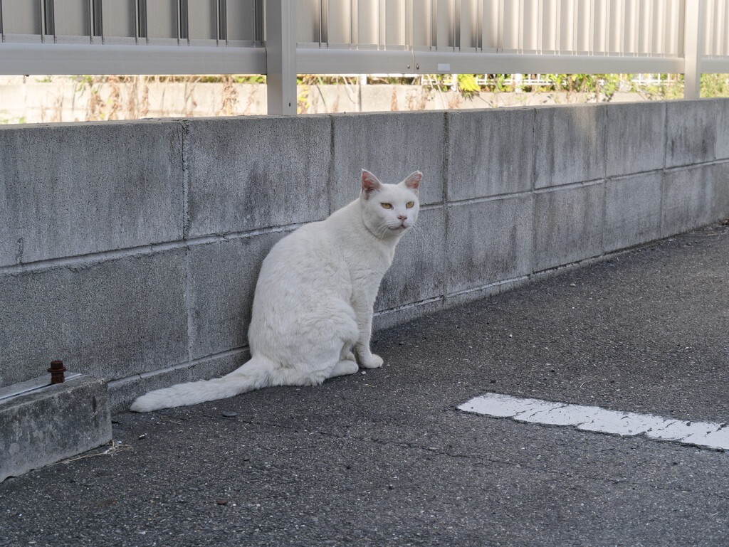 _1050530_DxO