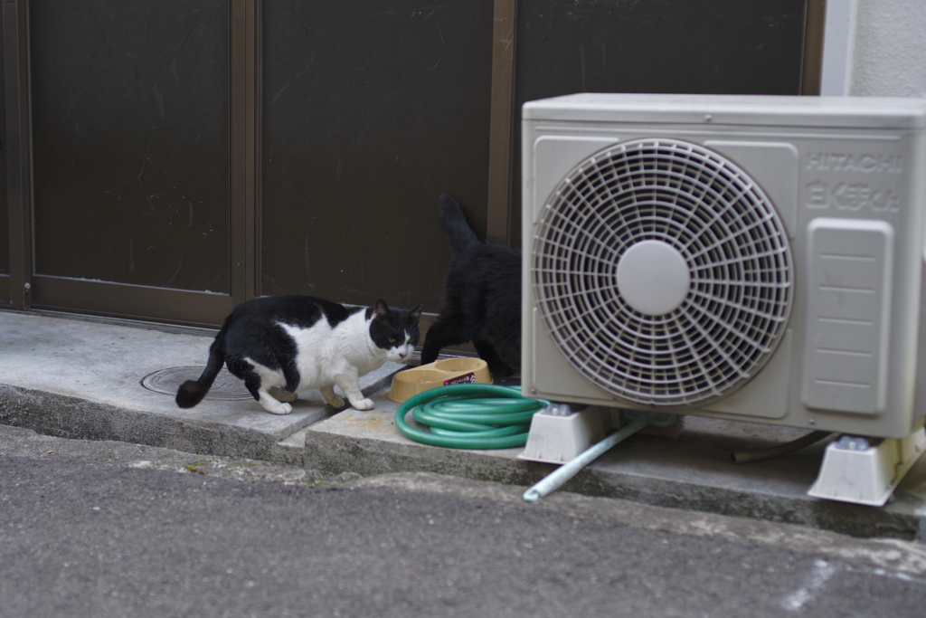 _1025393_DxO