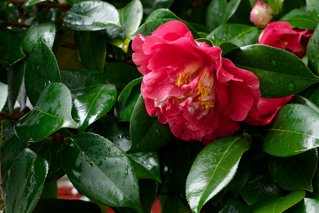P1000334_DxO