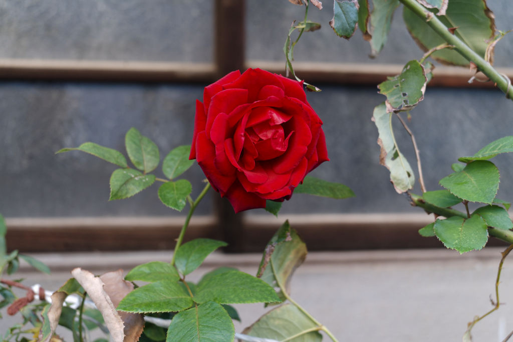 _A7C3012_DxO