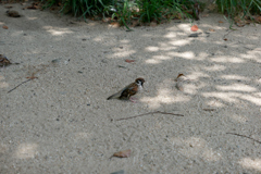 P1000690_DxO