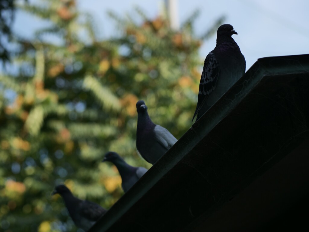 P1081353