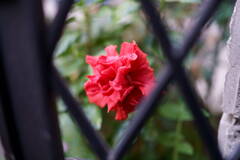 A7C00278