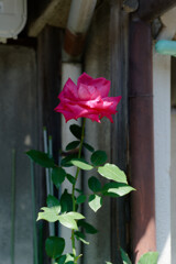 7R309181_DxO