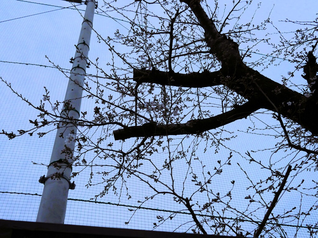 P1050519