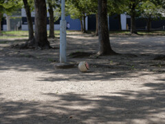 _1070032_DxO