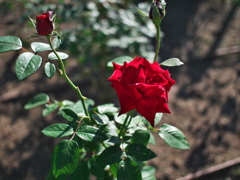 P1093785