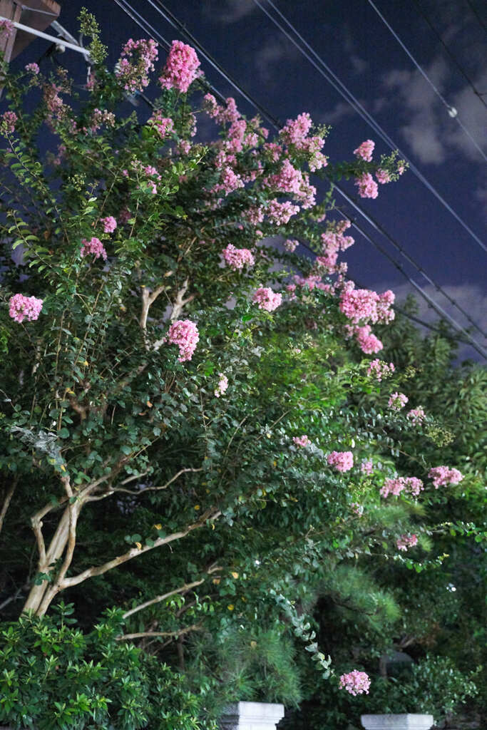 DSC01664