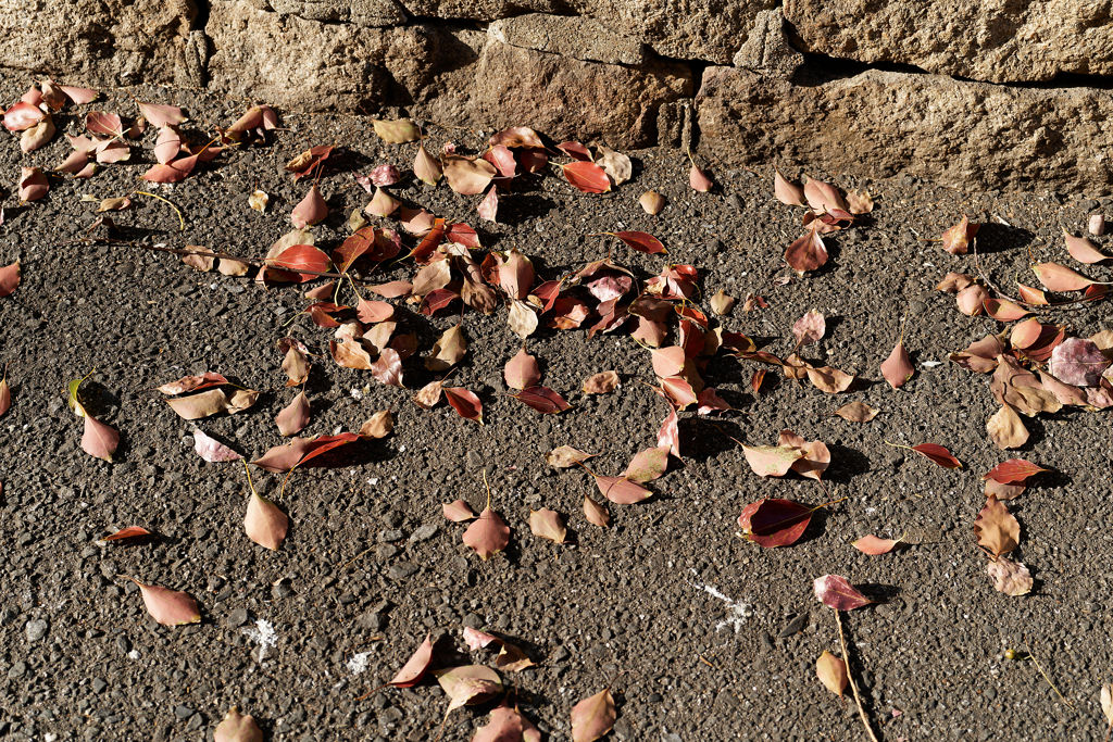 A7C00591_DxO