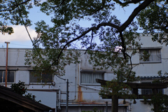 P1013083_DxO